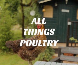All Things Poultry